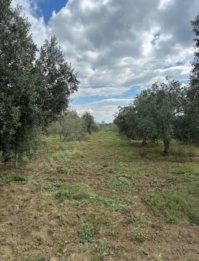Denizli, Sarayköy, Satılık, Tarla